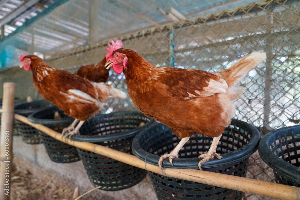 Laying Chickens for Sale Near Me