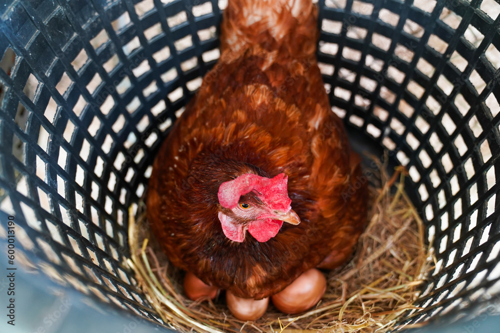 naturally raised laying hens chickens raised in chicken farms raised