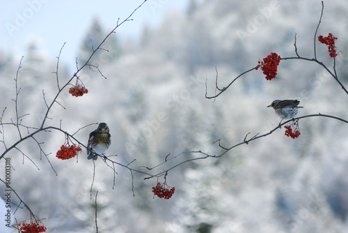 Cesena (Turdus pilaris) 