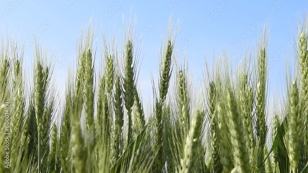 agricultural wheat field. Ears of green wheat close-up in blue sky. agricultural wheat field. Ears of green wheat close-up in blue sky.
