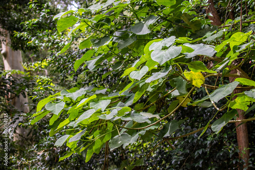 Leaves of an Australian Stinging Tree photo