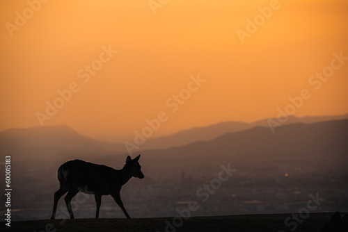 奈良 - 【 若草山の夕暮れと鹿 】