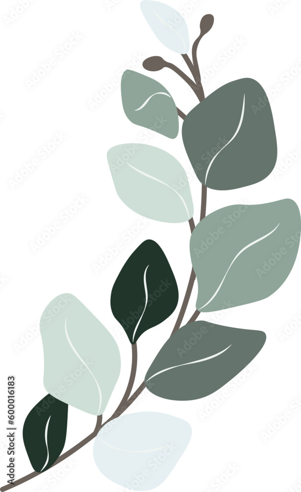 Eucalyptus leaf hand drawn vector Eucalyptus leaf hand drawn vector