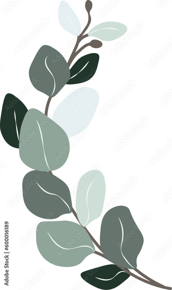 Eucalyptus leaf hand drawn vector Eucalyptus leaf hand drawn vector