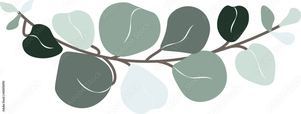 Eucalyptus leaf hand drawn vector Eucalyptus leaf hand drawn vector