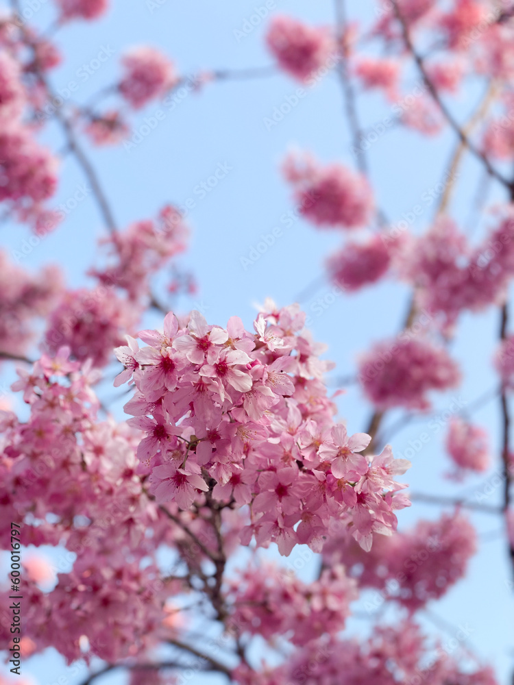 Sakura cherry blossom full bloom in spring with pink petals and blue sky Sakura cherry blossom full bloom in spring with pink petals and blue sky