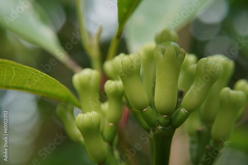 yzygium aromaticum flowers or known as Cengkeh is one of the main ingredient of Indonesian kretek cigarettes photo