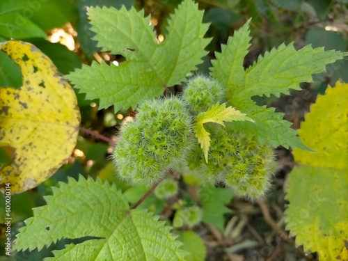 chestnuts on a branch