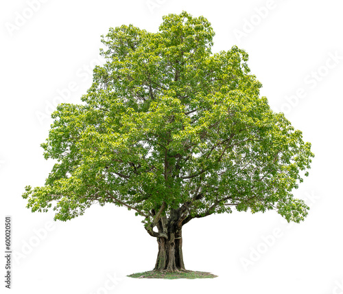 big tree isolate on white background