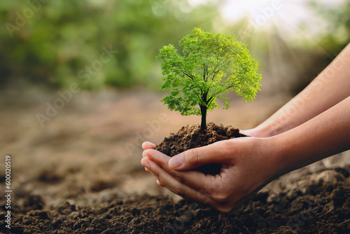 eco earth day concept. hand holdig big tree growing on green background