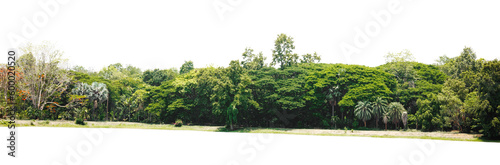 Row of trees and shrubs isolate on white background