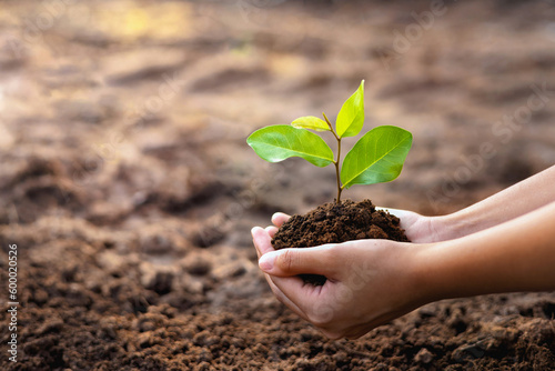 eco earth day concept. hand holdig big tree growing on green background