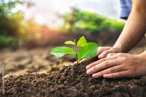 hand planting a small tree in the garden with sunset, green earth concept