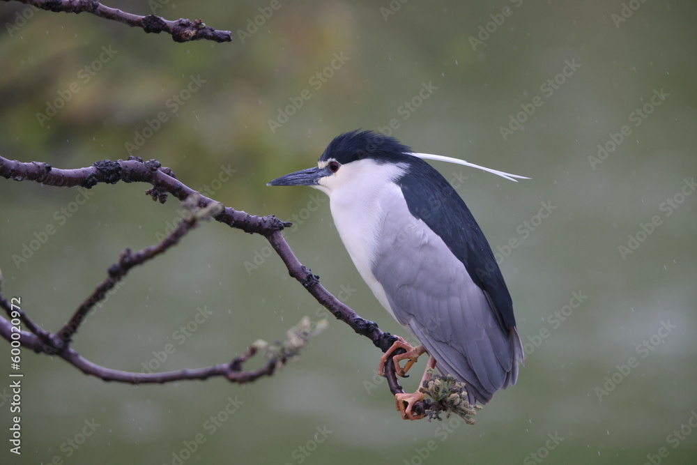 Fototapeta premium Black-crowned night heron (Nycticorax nycticorax) in Japan