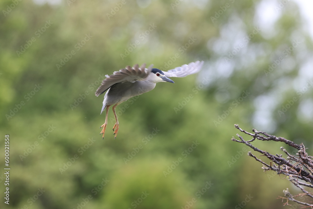 Black-crowned night heron (Nycticorax nycticorax) in Japan Black-crowned night heron (Nycticorax nycticorax) in Japan