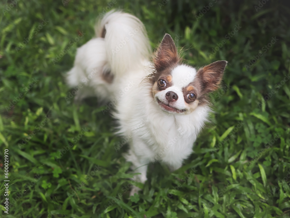 brown and white long hair chihuahua dog standing on green grass in the garden looking up and smiling at camera. brown and white long hair chihuahua dog standing on green grass in the garden looking up and smiling at camera.