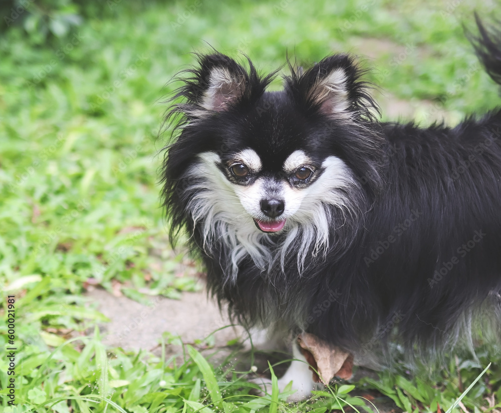 black and white long hair Chihuahua dog standing on green grass, looking at camera.