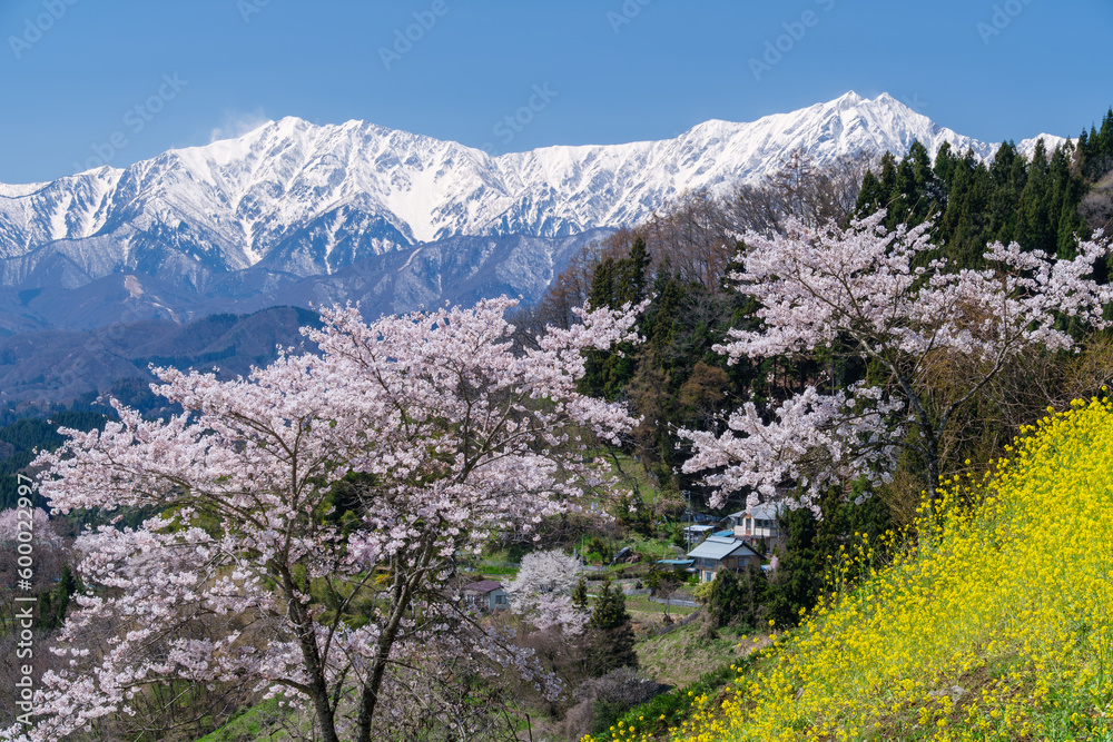 Fototapeta premium 桜と菜の花