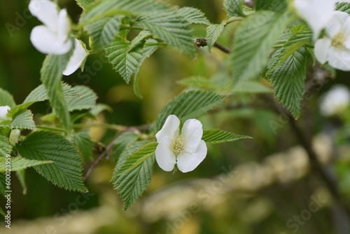 Jetbead ( Rhodotypos scandens ) flowers. Rosaceae deciduous shrub. White four-petaled flowers bloom from April to May.