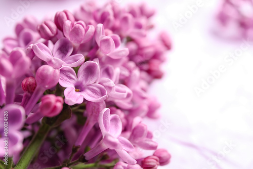 Blooming lilac flowers on light background
