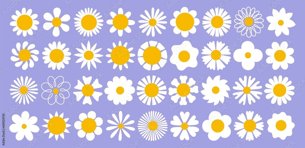 Cute daisy flowers large collection. different shapes white inflorescences, gentle camomiles petals, cartoon field plants, vector set Cute daisy flowers large collection. different shapes white inflorescences, gentle camomiles petals, cartoon field plants, vector set