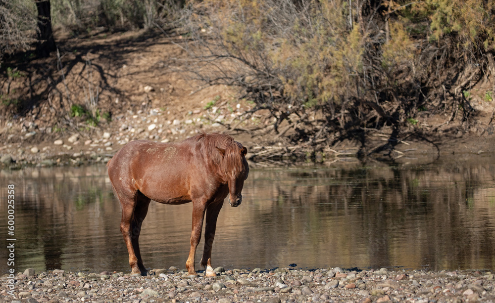 Wild horse - red bay stallion looking down next to Salt River in Arizona United States Wild horse - red bay stallion looking down next to Salt River in Arizona United States