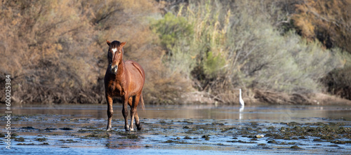 Dark bay stallion walking on eel grass in the Salt River near Mesa Arizona United States