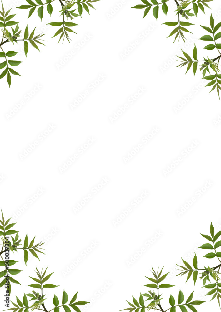Green leaves frame, Green leaf frame on white background