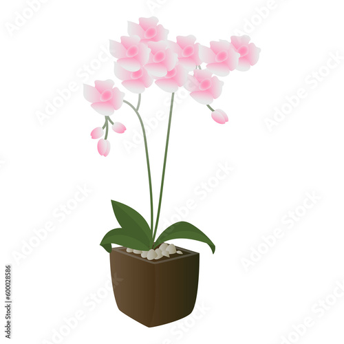 pink phalaenopsis orchid in a pot