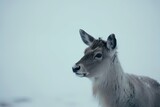 majestic deer standing in a snowy forest Generative AI