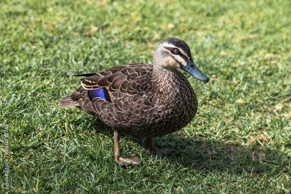Close up of wild duck on green grass Close up of wild duck on green grass