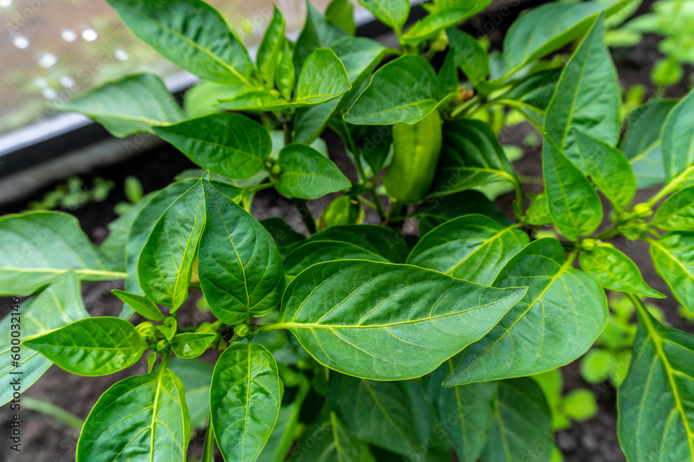 photo of paprika bush in the garden photo of paprika bush in the garden