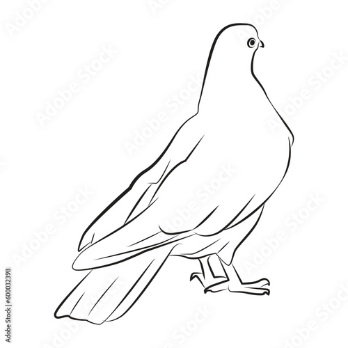 dove bird pose 