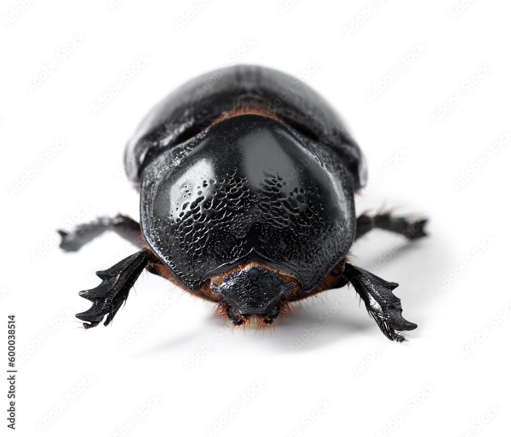 Butleal Insect Nature, bug and insect with closeup of beetle in studio for environment ...