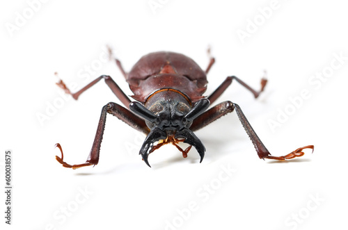 Bug, insect and titan beetle on a white background in studio for wildlife, zoology and natural ecosystem. Animal mockup, nature and closeup of isolated creature for environment, entomology and bugs