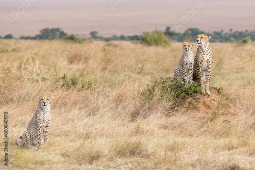 Eine Gepardin hält mit ihren beiden Jungtieren Ausschau nach Beute in der Savanne der Masai Mara