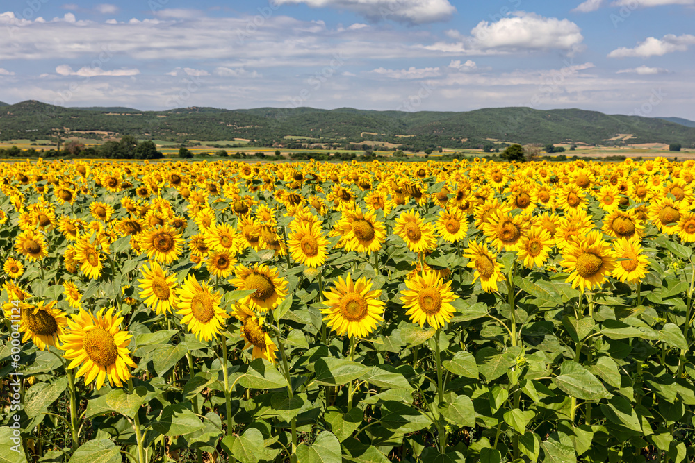 Obraz premium Sunflowers fields in Thrace, Bulgaria