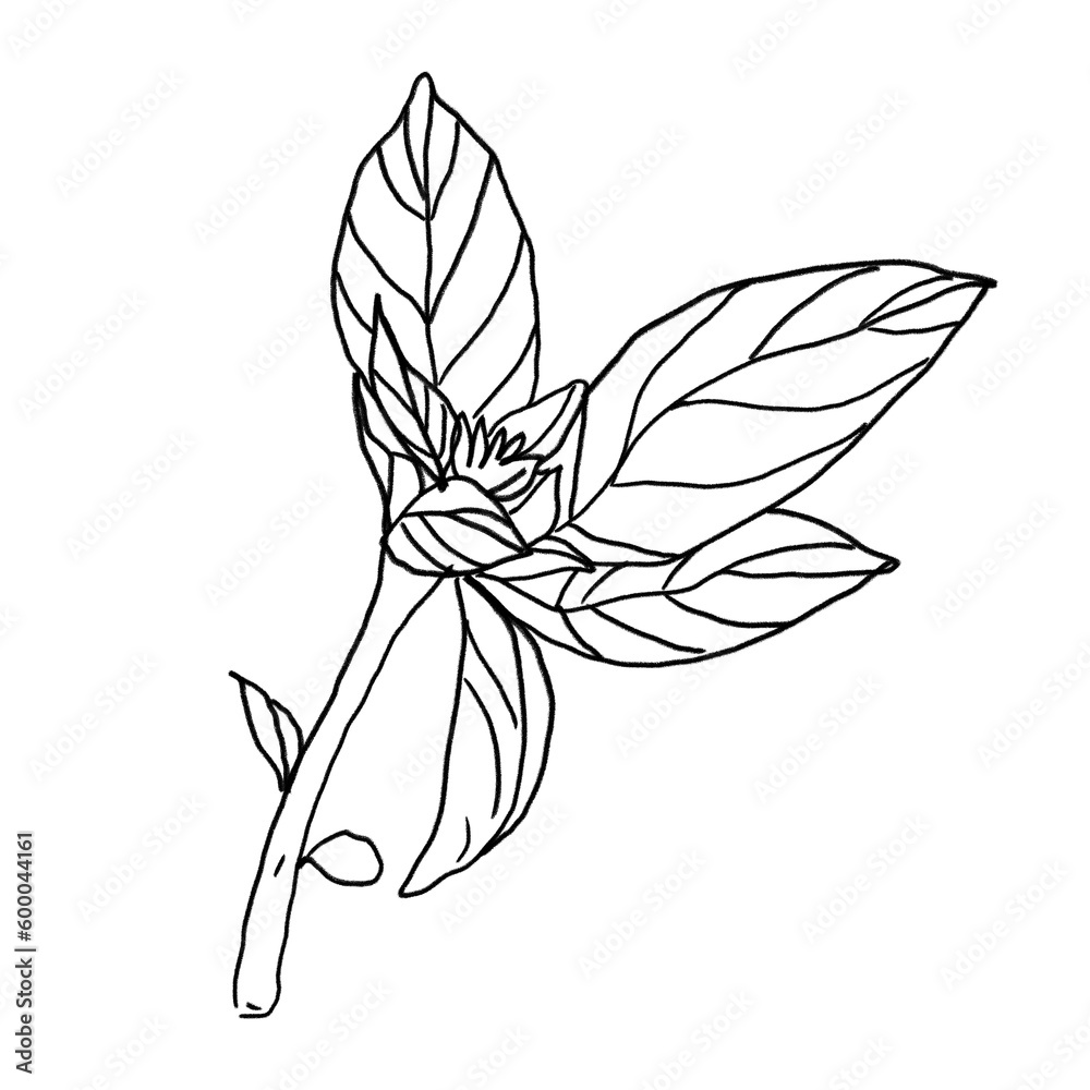 herb sketch set. herb sketch set.