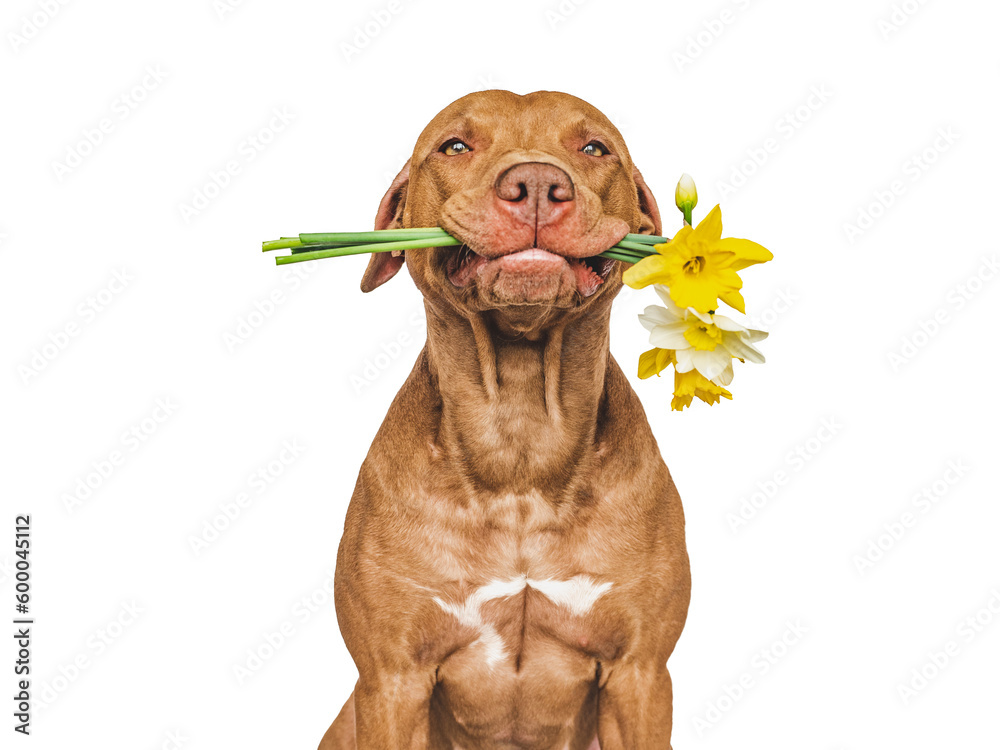 Cute brown puppy and bright flowers. Closeup, indoors. Studio shot. Congratulations for family, relatives, loved ones, friends and colleagues. Pets care concept