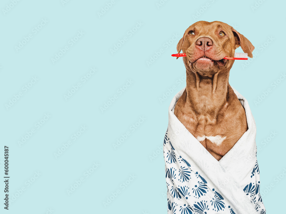 Cute puppy holding toothbrush. Close-up, indoors. Studio shot, isolated background. Concept of care, education, obedience training and raising pets Cute puppy holding toothbrush. Close-up, indoors. Studio shot, isolated background. Concept of care, education, obedience training and raising pets
