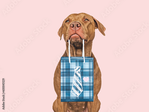 Cute puppy and shopping bag. Sales preparation. Close-up, indoors. Day light, studio shot. Isolated background. Concept of care, education and raising pet