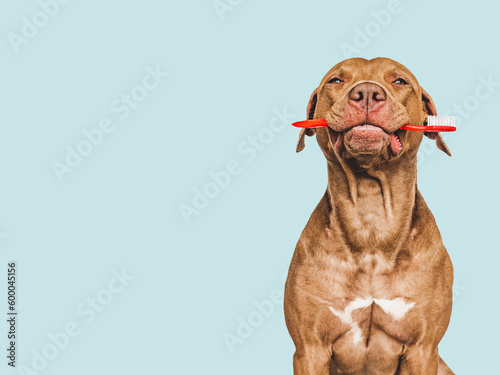 Cute puppy holding toothbrush. Close-up  indoors. Studio shot  isolated background. Concept of care  education  obedience training and raising pets