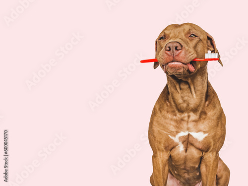 Cute puppy holding toothbrush. Close-up, indoors. Studio shot, isolated background. Concept of care, education, obedience training and raising pets
