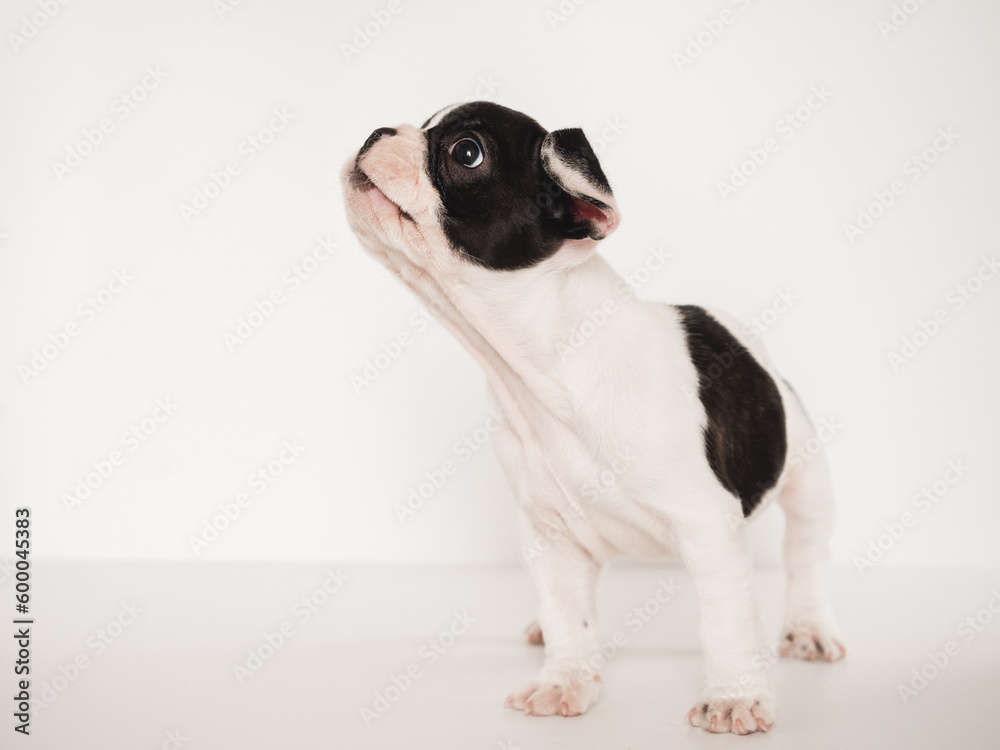 Cute puppy sitting on the table. Studio shot. White isolated background. Clear, sunny day. Close-up, indoors. Day light. Concept of care, education, obedience training and raising pets