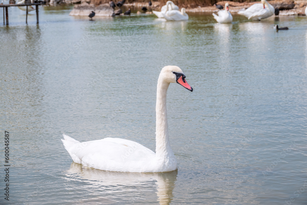 Graceful white Swan swimming in the lake, swans in the wild. Portrait of a white swan swimming on a lake. Graceful white Swan swimming in the lake, swans in the wild. Portrait of a white swan swimming on a lake.