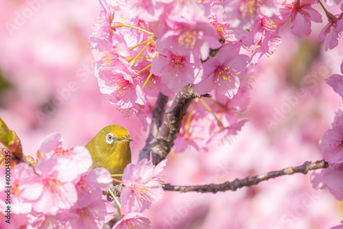 大阪 - 【山田池公園の河津桜とメジロ】