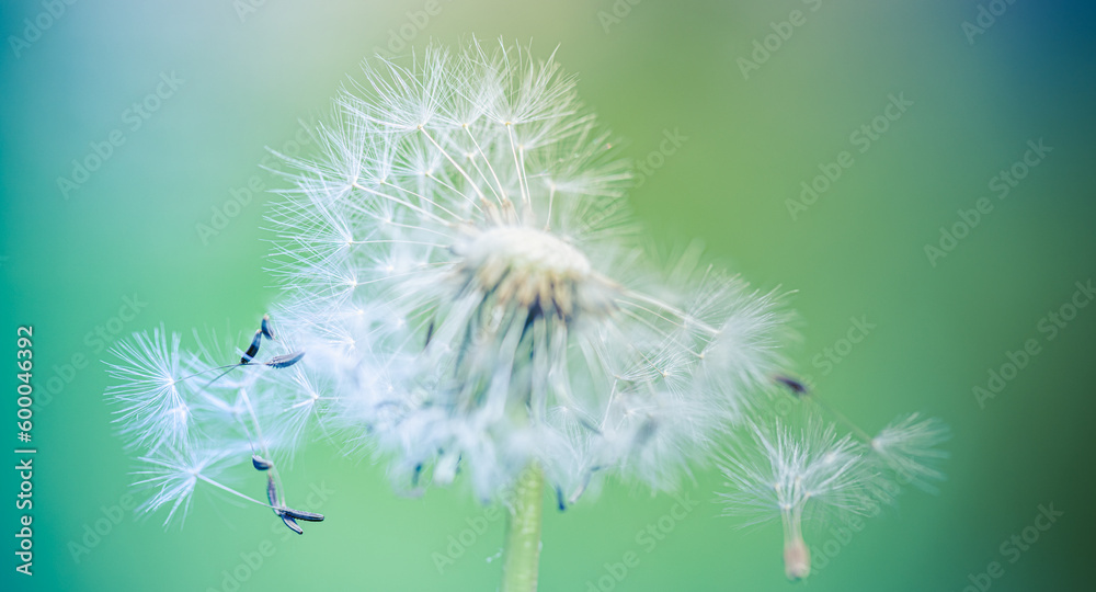 Beautiful nature abstract, soft peaceful morning sunlight, dew drops pastel blue green colors. Inspirational blurred nature closeup natural texture. Spring summer meadow field banner. Beautiful relax