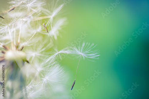 Beautiful nature abstract, soft peaceful morning sunlight, dew drops pastel blue green colors. Inspirational blurred nature closeup natural texture. Spring summer meadow field banner. Beautiful relax