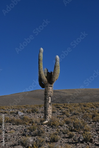 Cactus del Tamarugal, Colchane photo