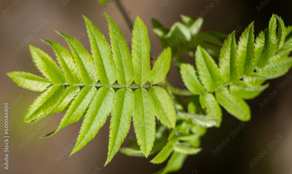 green tree leaves close-up on blurred bokeh background green tree leaves close-up on blurred bokeh background